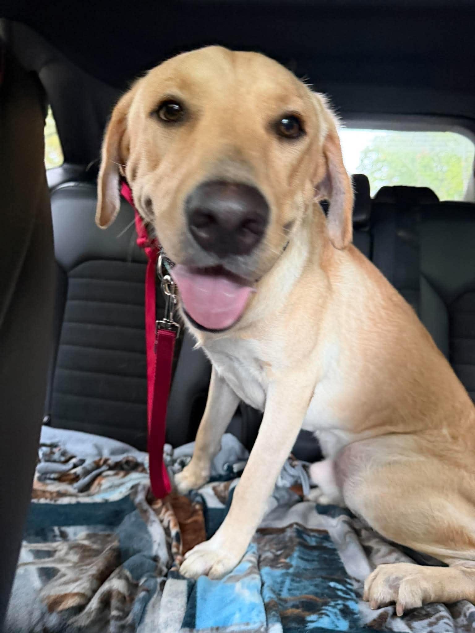 Enlarge Eli, a Adopted mixed breed in Brunswick, ME image 2/5