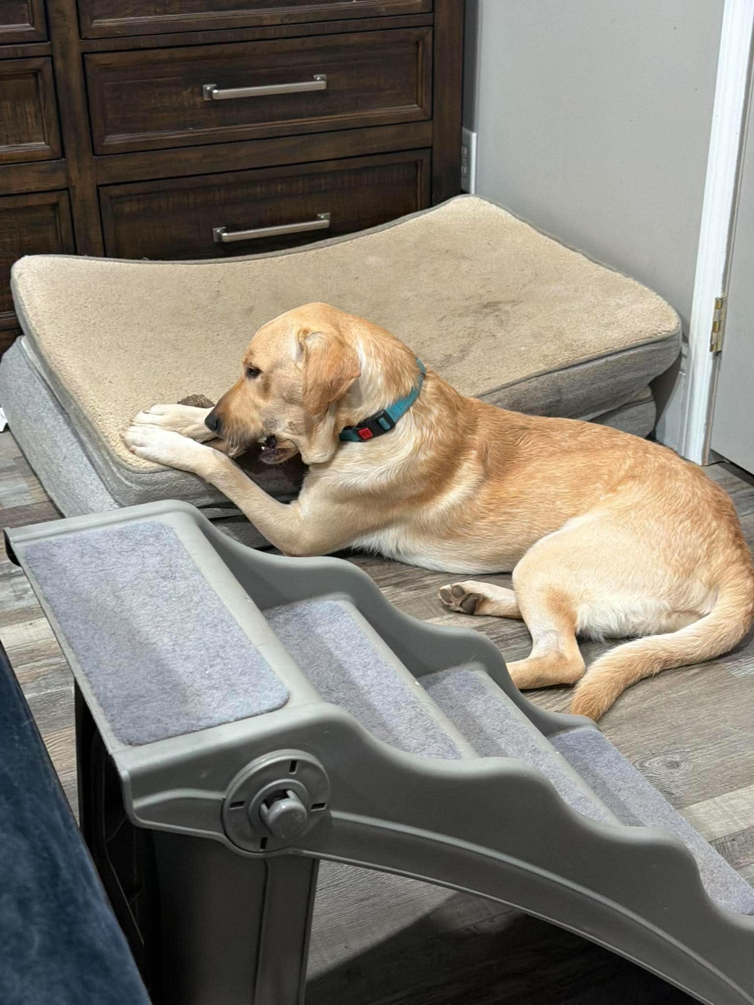 Enlarge Eli, a Adopted mixed breed in Brunswick, ME image 1/5