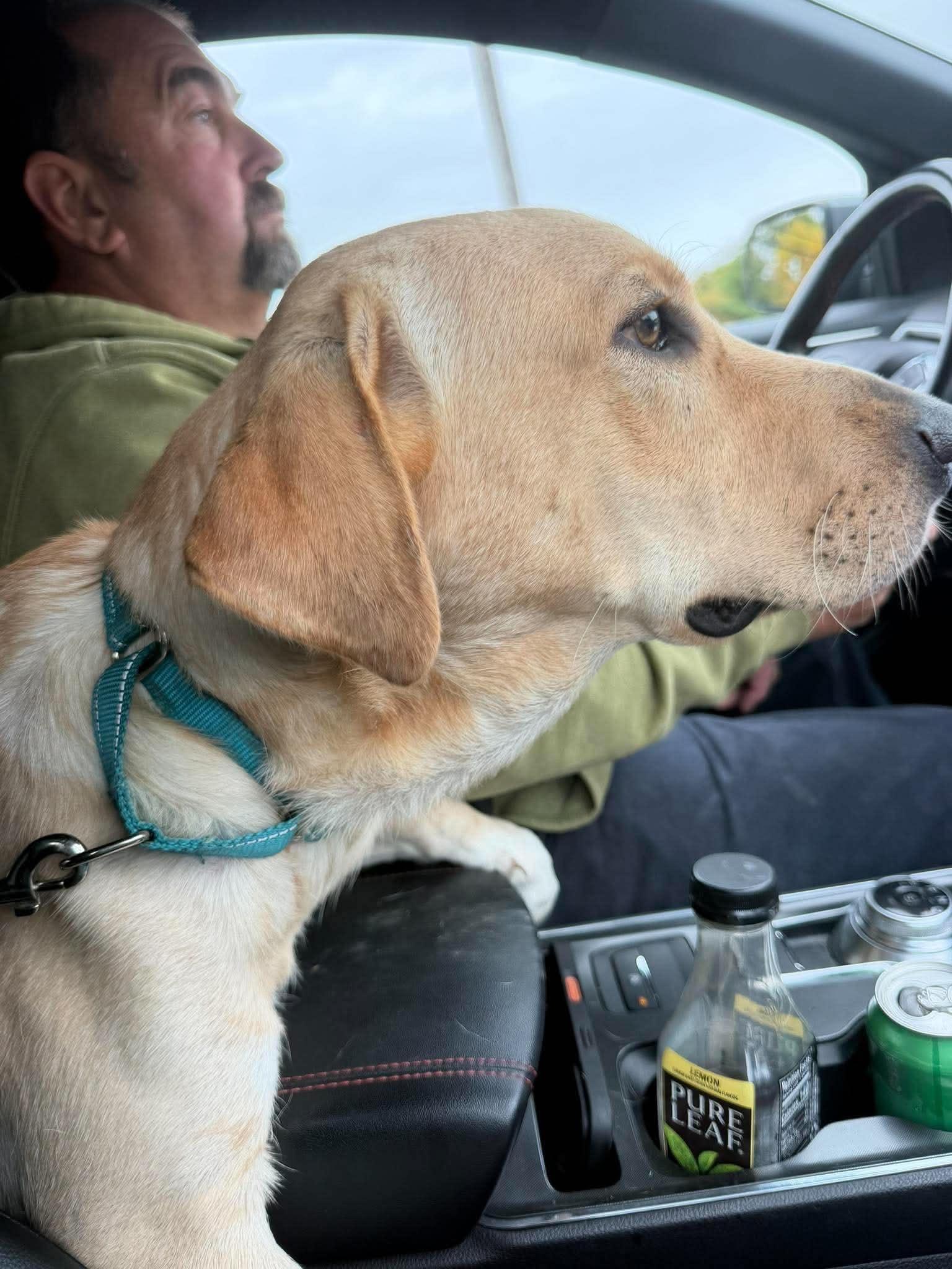 Enlarge Eli, a Adopted mixed breed in Brunswick, ME image 3/5