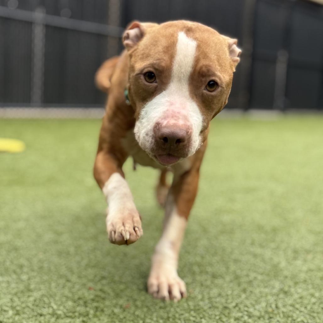 Red Robin, a Adoptable Pit Bull Terrier in Greensboro, NC image 1/6
