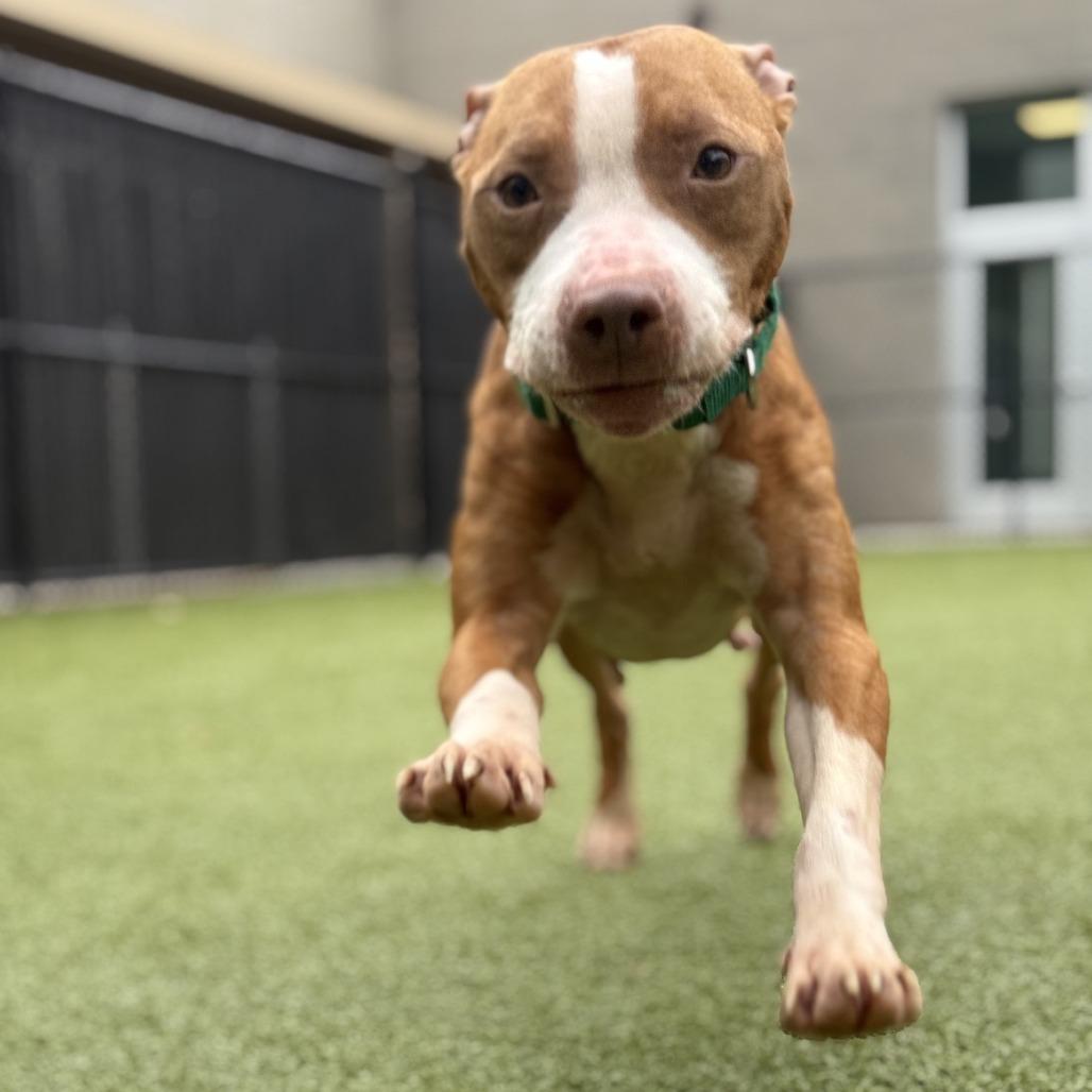 Red Robin, a Adoptable Pit Bull Terrier in Greensboro, NC image 2/6