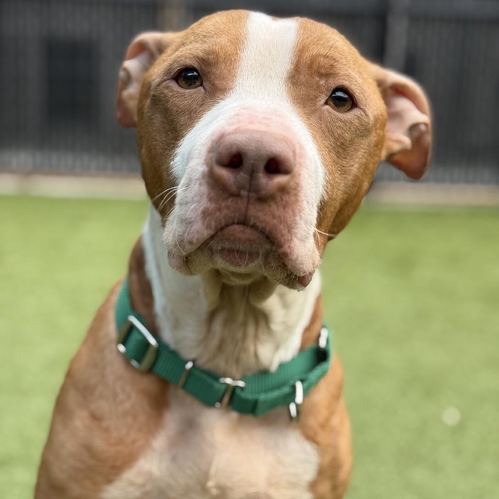 Red Robin, a Adoptable Pit Bull Terrier in Greensboro, NC image 3/6
