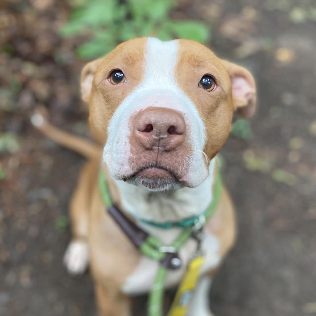 Red Robin, a Adoptable Pit Bull Terrier in Greensboro, NC image 4/6