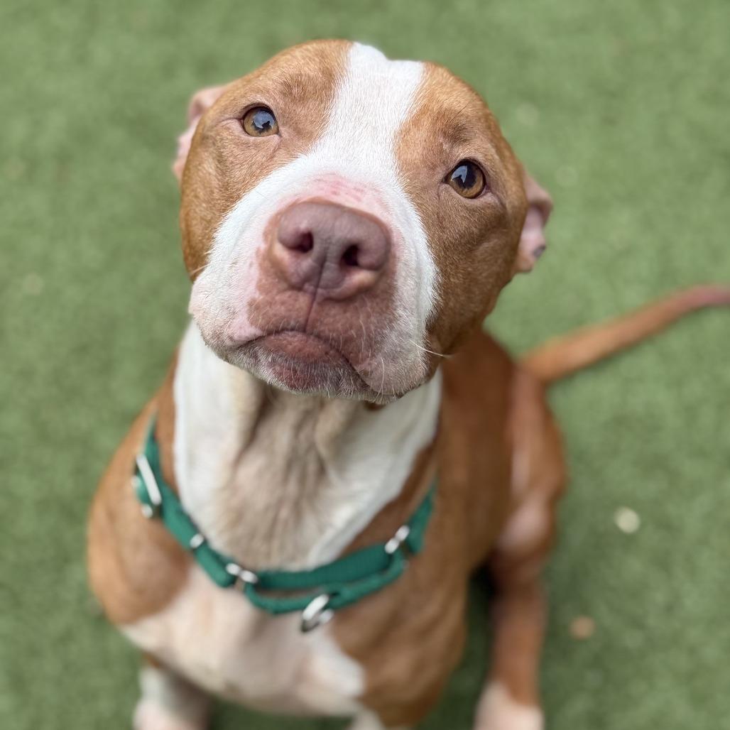 Red Robin, a Adoptable Pit Bull Terrier in Greensboro, NC image 5/6