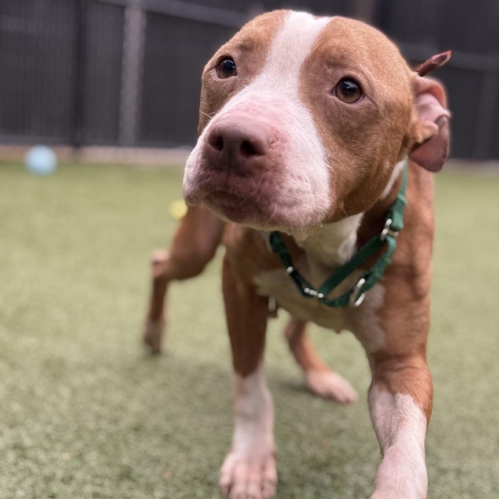 Red Robin, a Adoptable Pit Bull Terrier in Greensboro, NC image 6/6