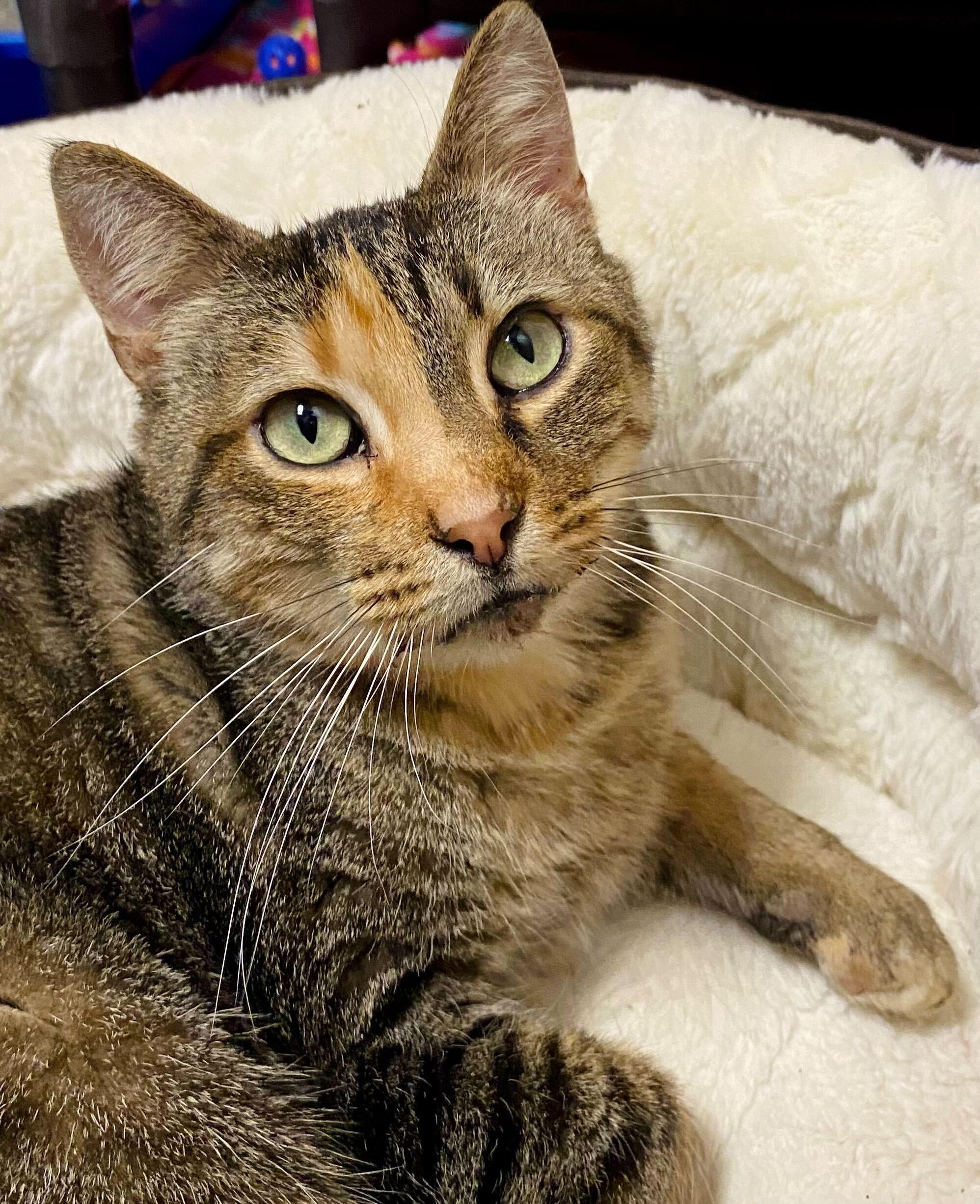 Cinnamon, Adult Female Domestic Short Hair