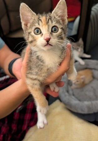 Daisy, Adopted, Kitten Female Domestic Short Hair.