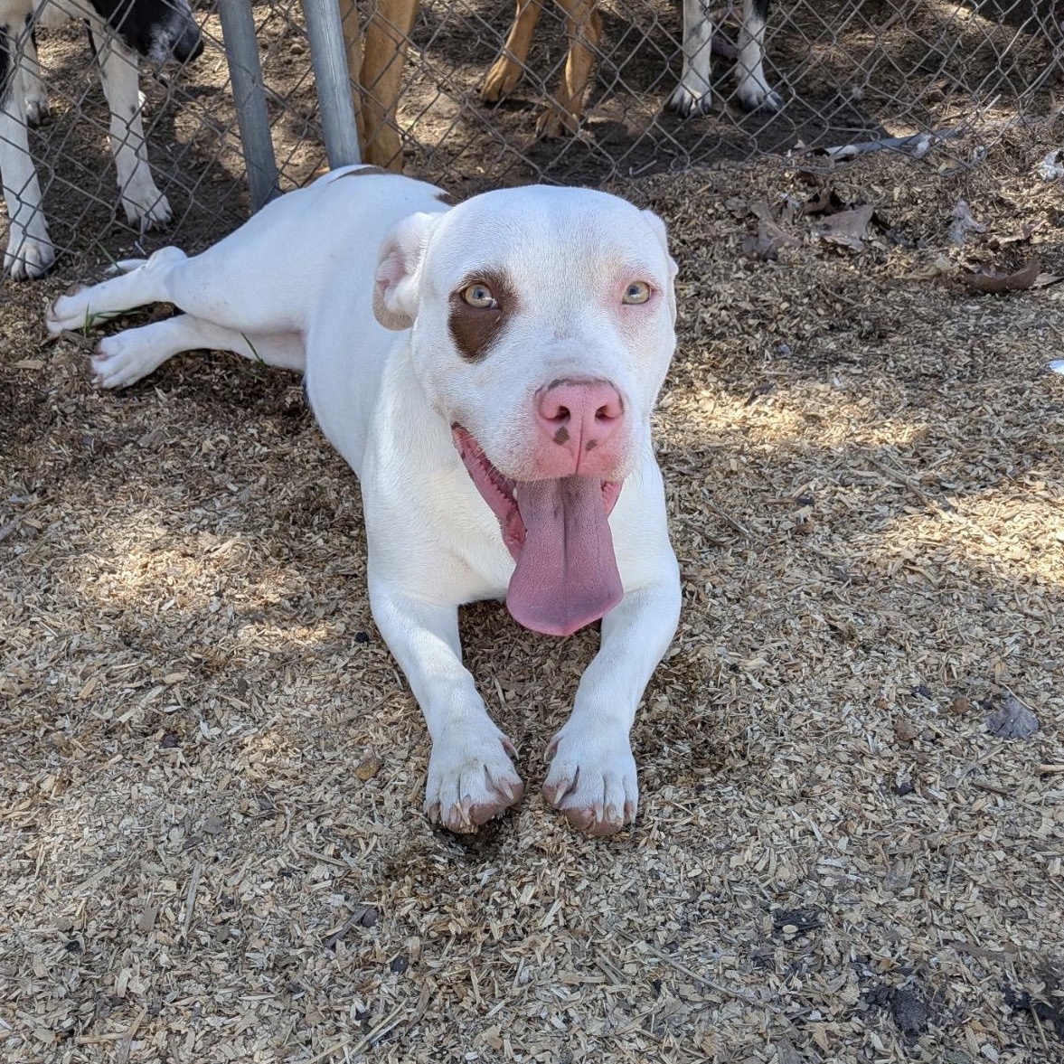 Stimpy , Adoptable, Young Male Basset Hound.