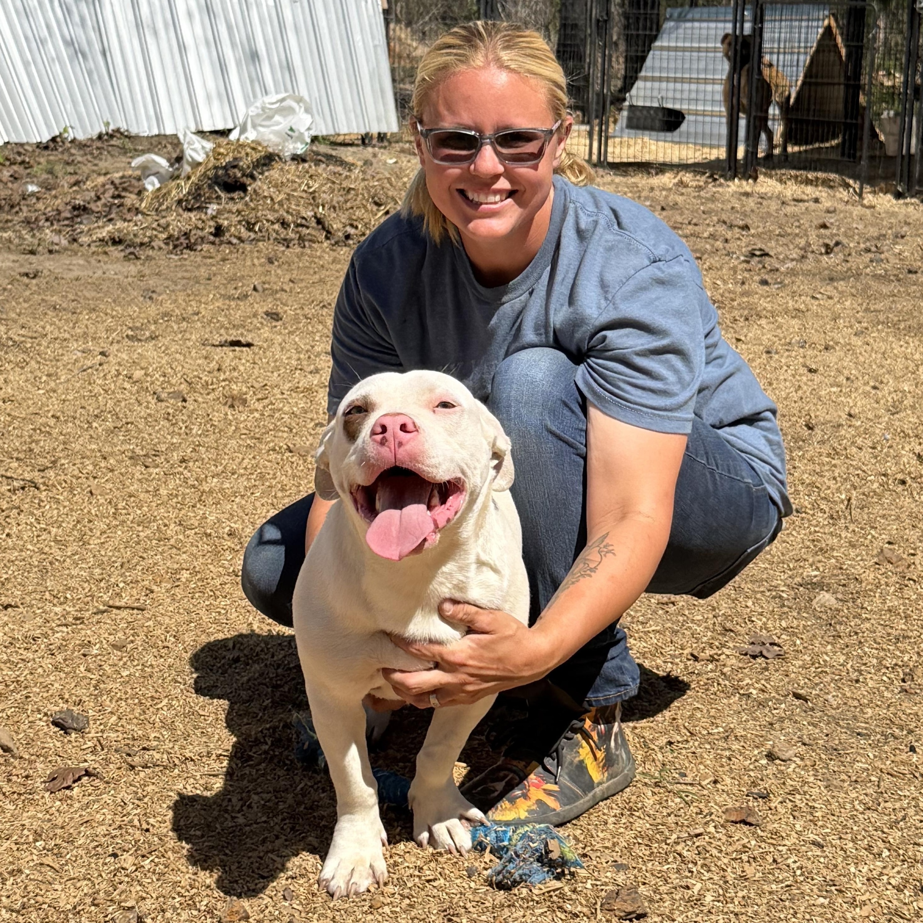 Stimpy , a Adoptable mixed breed in Germantown, WI image 5/5