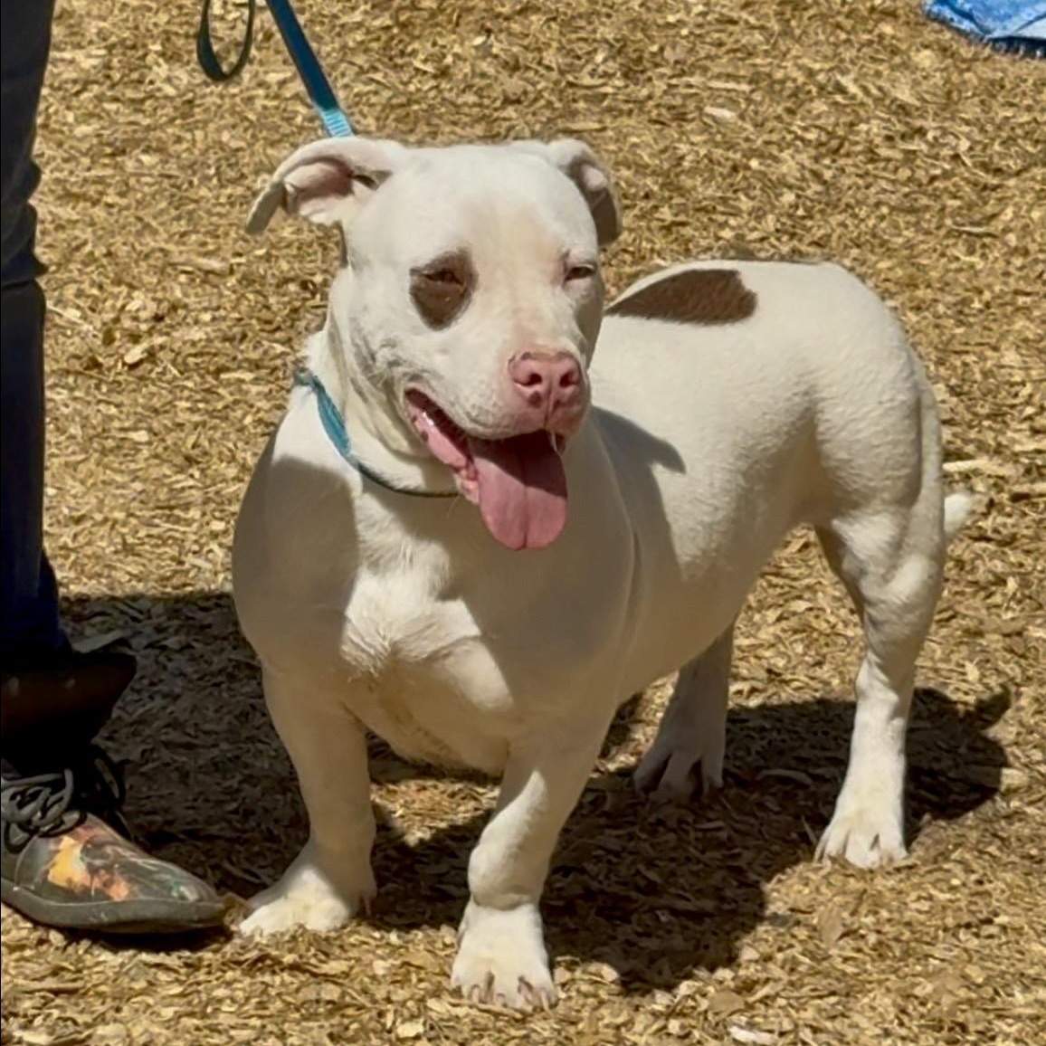 Stimpy , a Adoptable mixed breed in Germantown, WI image 4/5
