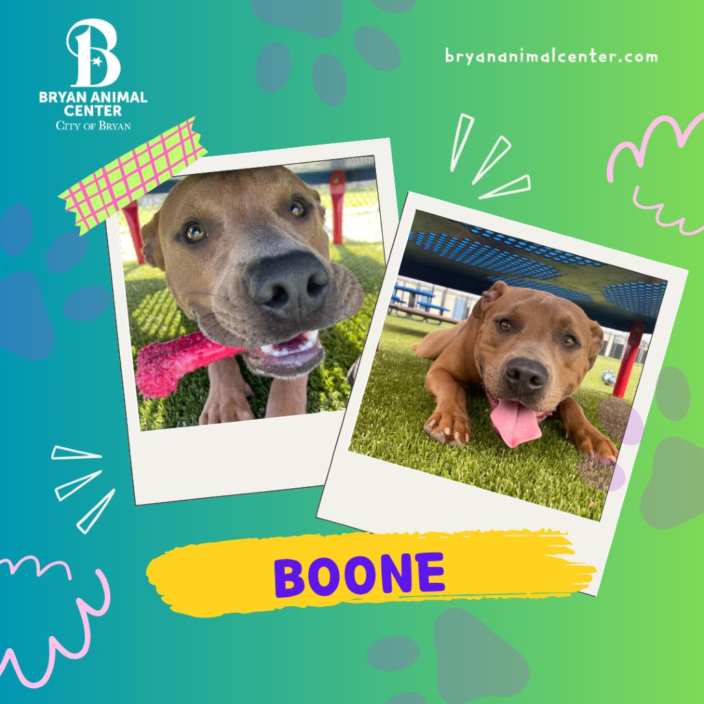 Enlarge Boone, a Adoptable Pit Bull Terrier in Bryan, TX image 1/6