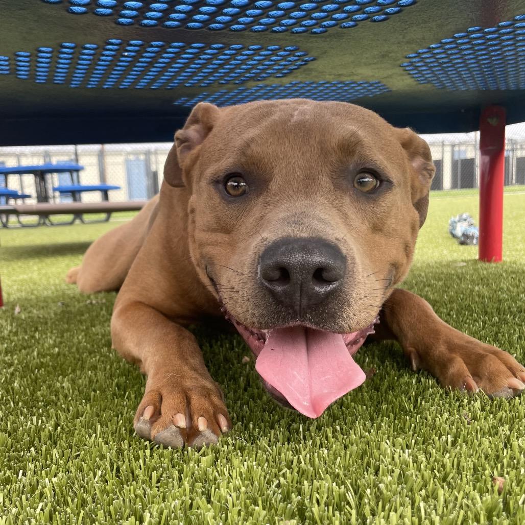 Enlarge Boone, a Adoptable Pit Bull Terrier in Bryan, TX image 2/6