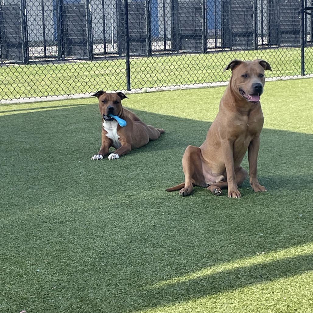 Enlarge Boone, a Adoptable Pit Bull Terrier in Bryan, TX image 3/6