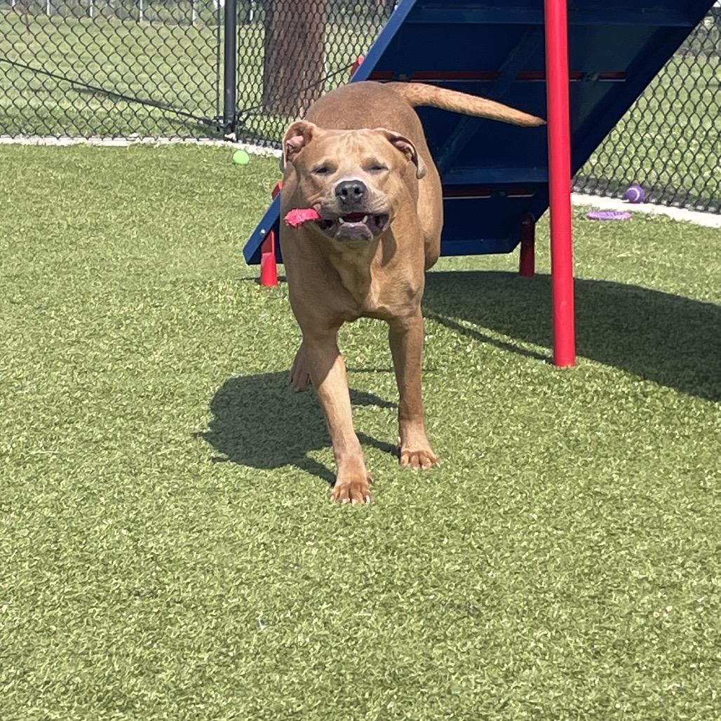 Enlarge Boone, a Adoptable Pit Bull Terrier in Bryan, TX image 4/6