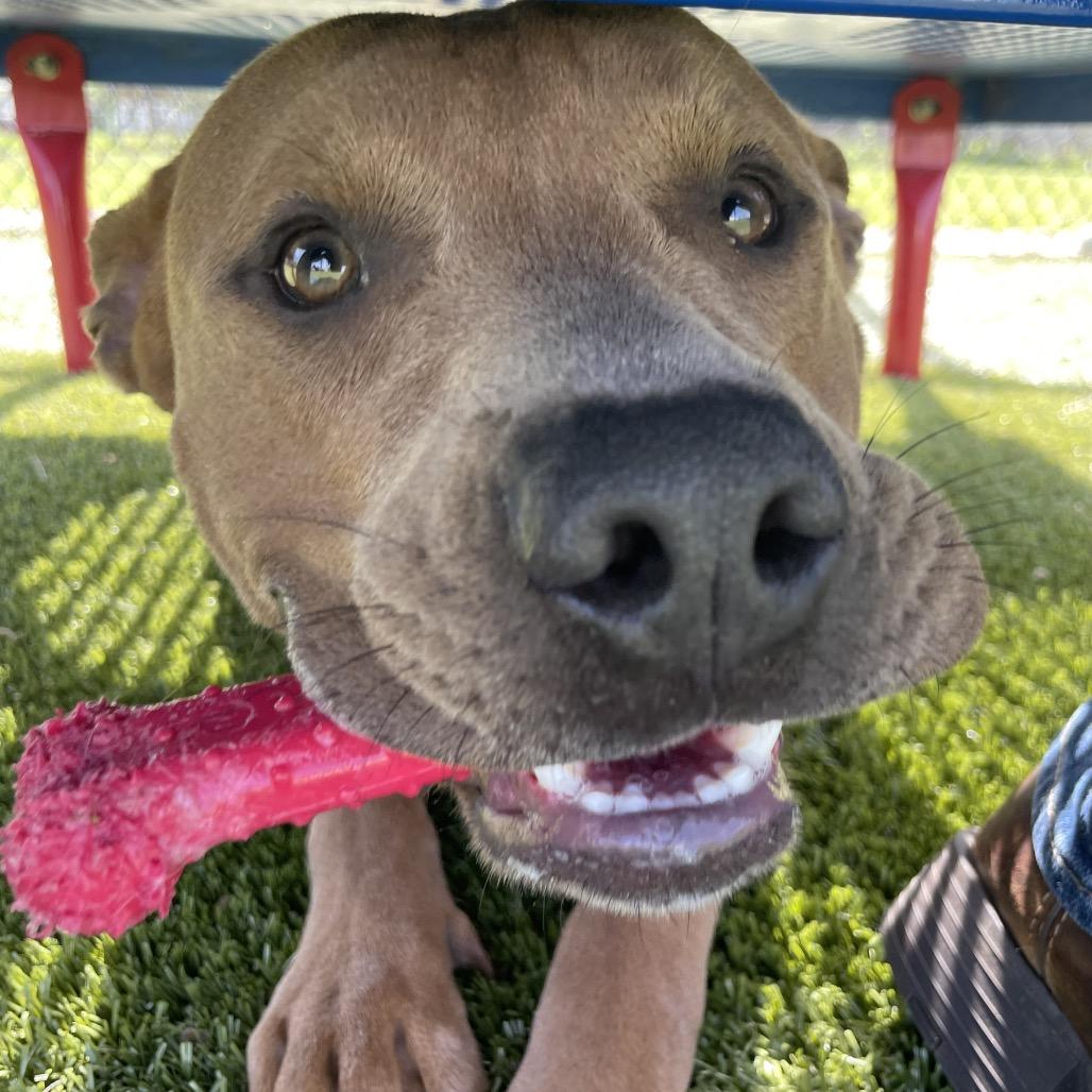 Enlarge Boone, a Adoptable Pit Bull Terrier in Bryan, TX image 5/6