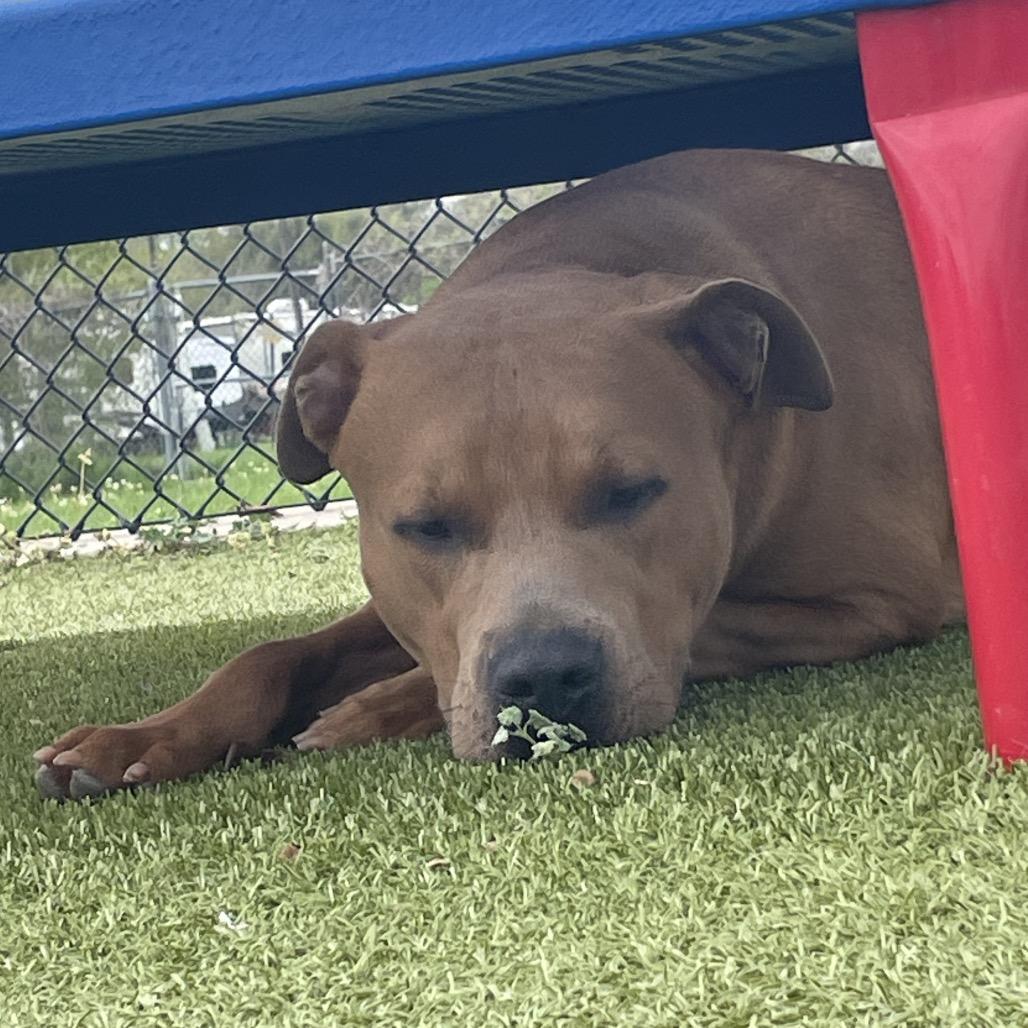 Enlarge Boone, a Adoptable Pit Bull Terrier in Bryan, TX image 6/6