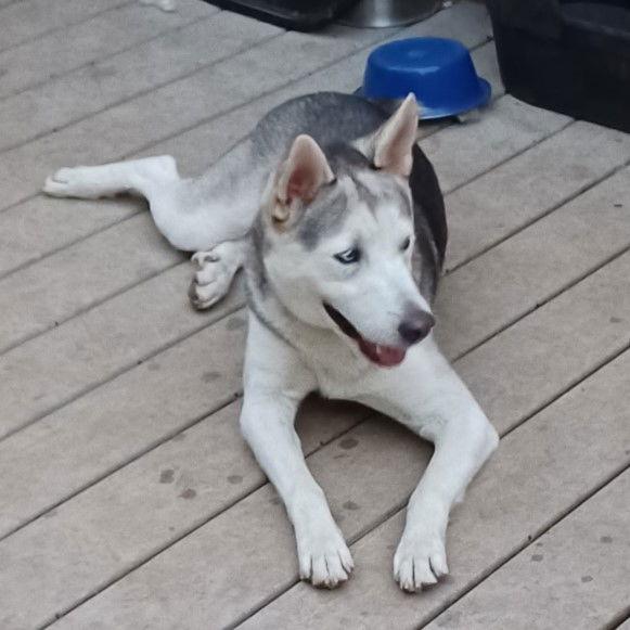 Charlotte, Adopted, Young Female Husky.
