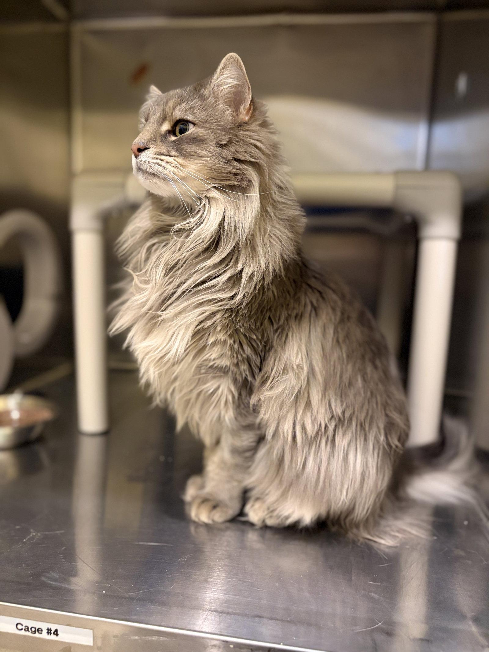 Loki, Adoptable, Adult Male Norwegian Forest Cat & Maine Coon.