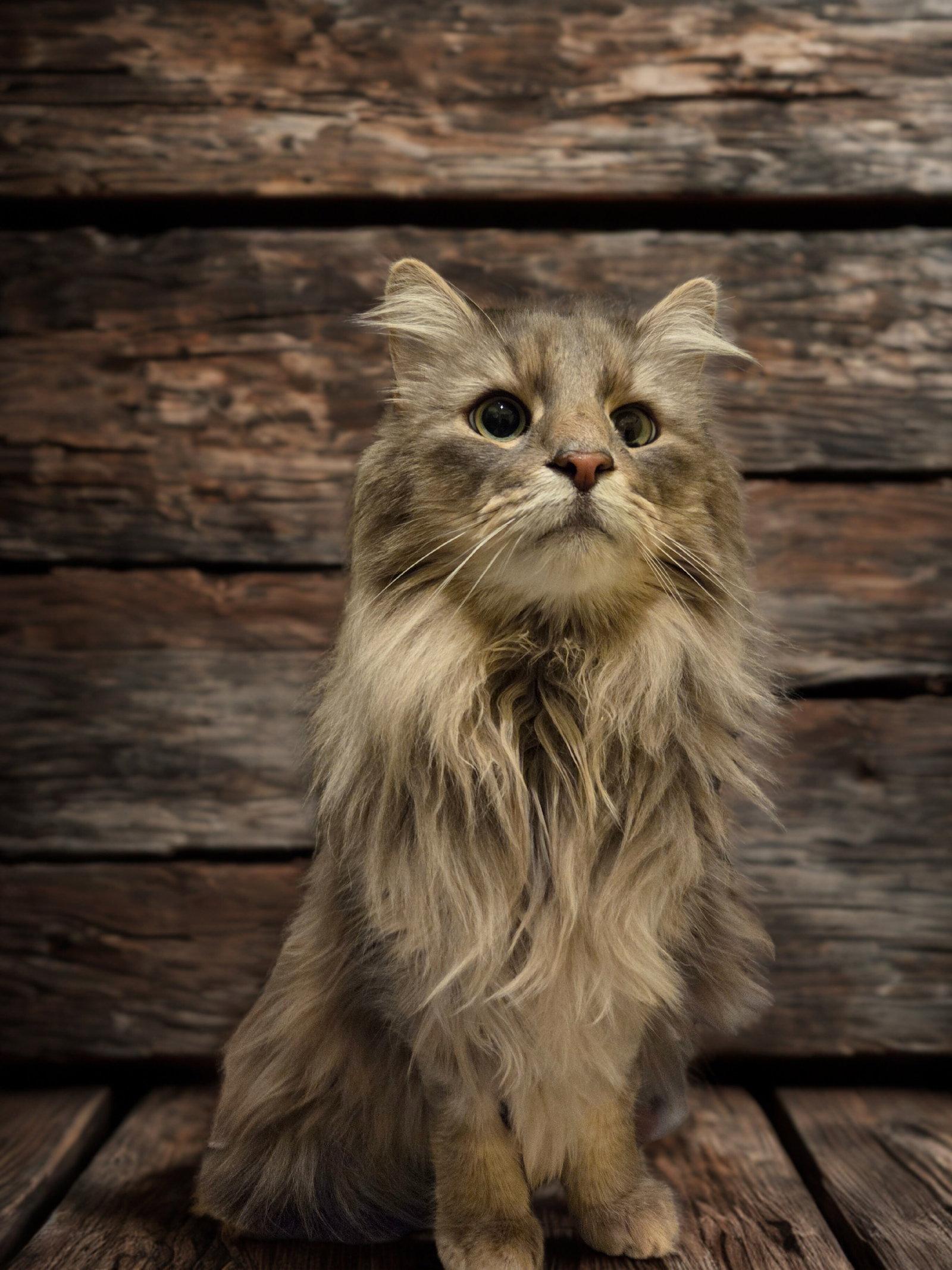 Enlarge Loki, a Adoptable mixed breed in Flint Hill, VA image 3/3