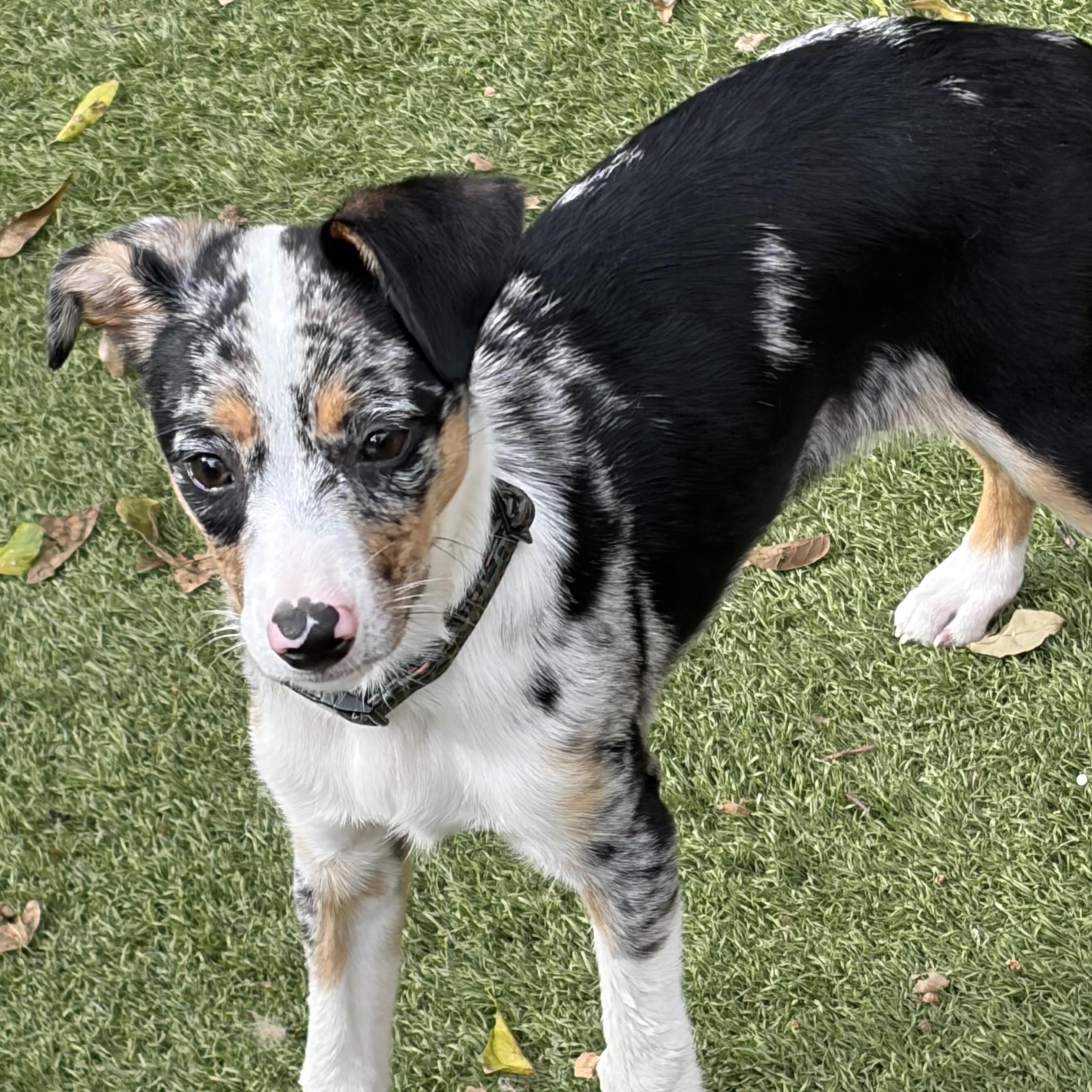 Paige - You Just Fell In Love