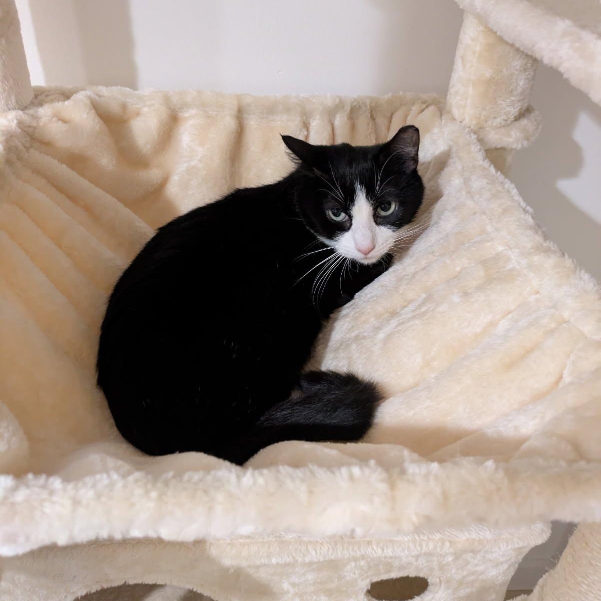Quinn, a Adoptable Domestic Short Hair in Princeton, NJ image 2/3