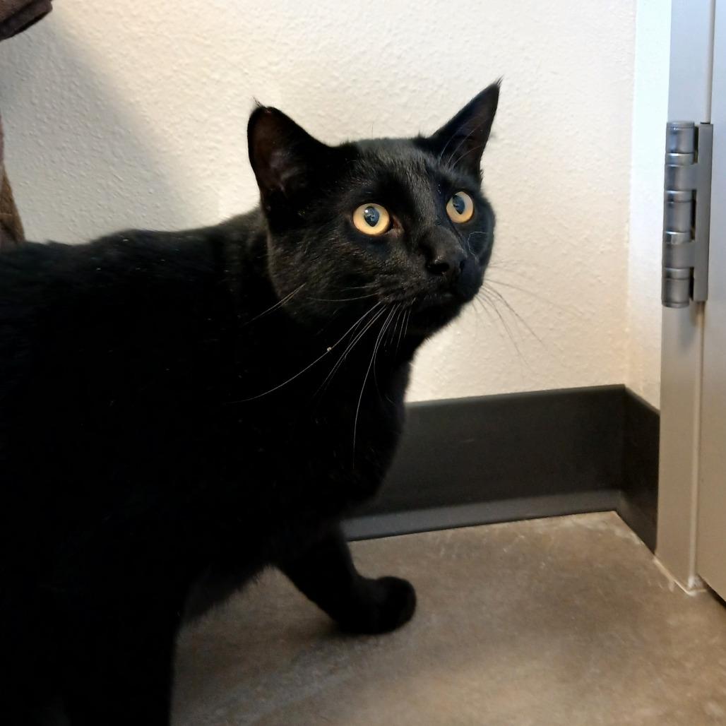 Enlarge Link, a Adoptable Domestic Short Hair in Cody, WY image 1/3