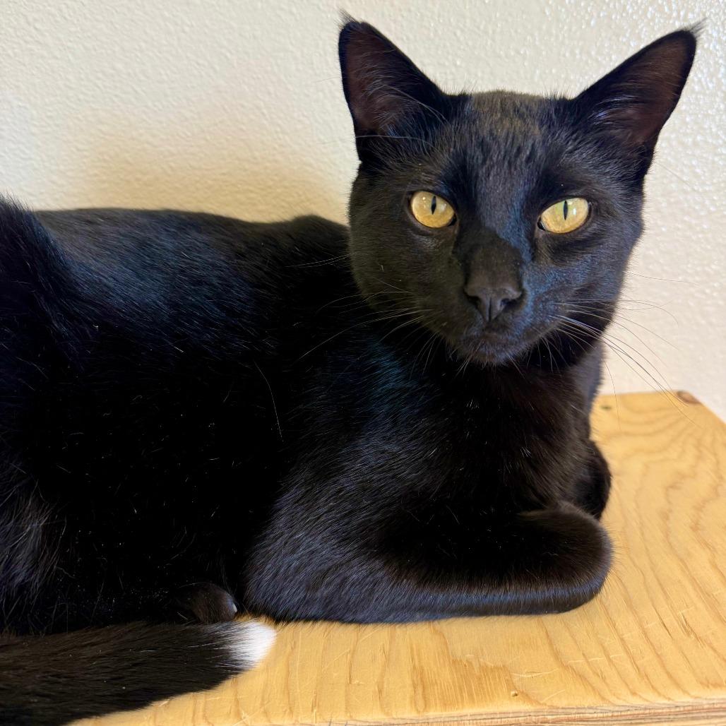 Enlarge Link, a Adoptable Domestic Short Hair in Cody, WY image 2/3
