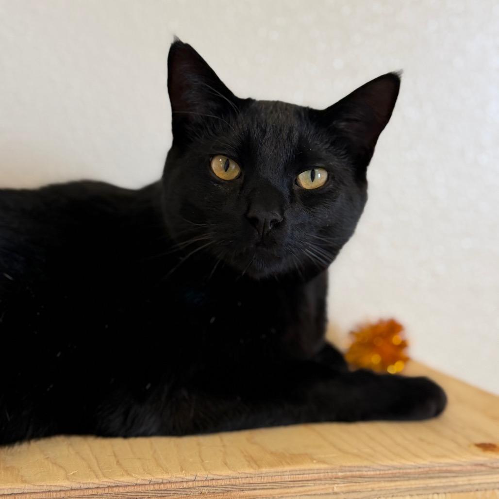 Enlarge Link, a Adoptable Domestic Short Hair in Cody, WY image 3/3