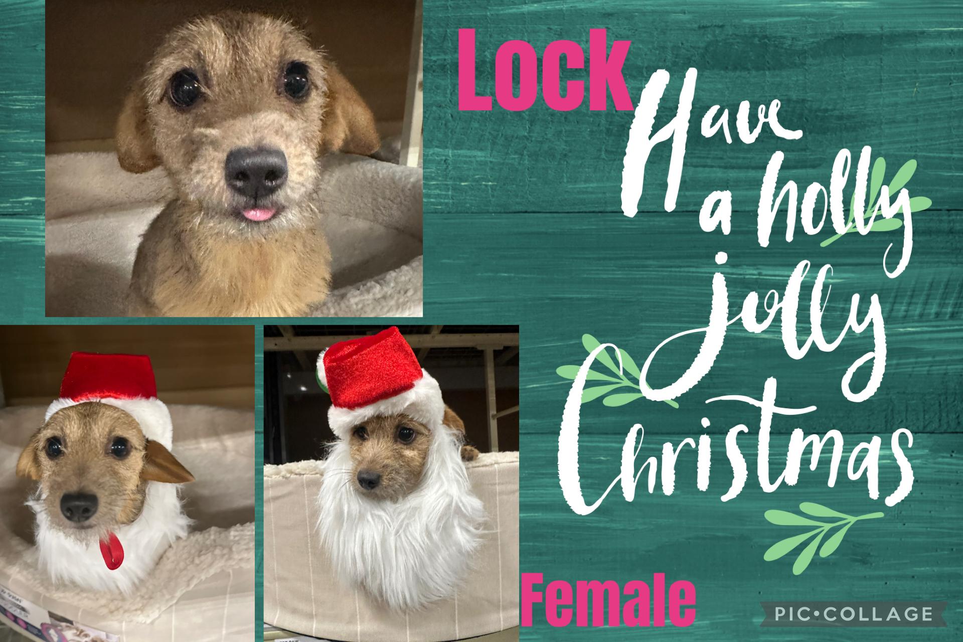 Enlarge Lock , an adopted mixed breed in Eugene, OR image 1/1