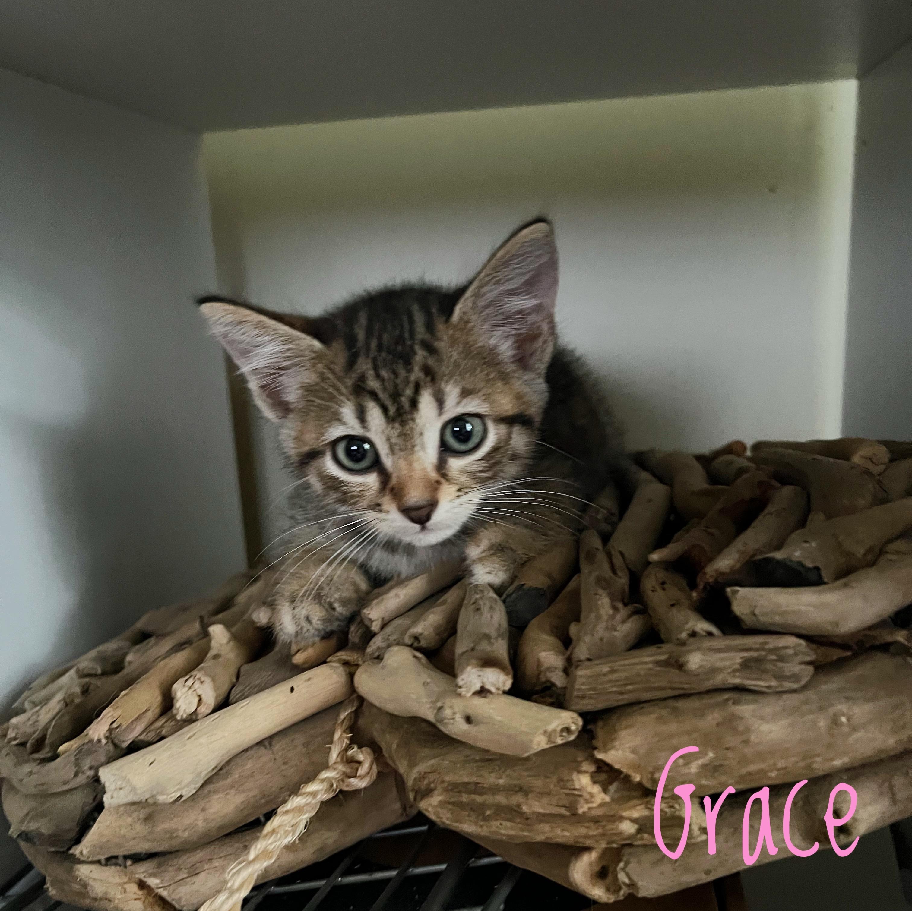 Grace, a Adoptable Domestic Short Hair in Bethel, OH image 2/2