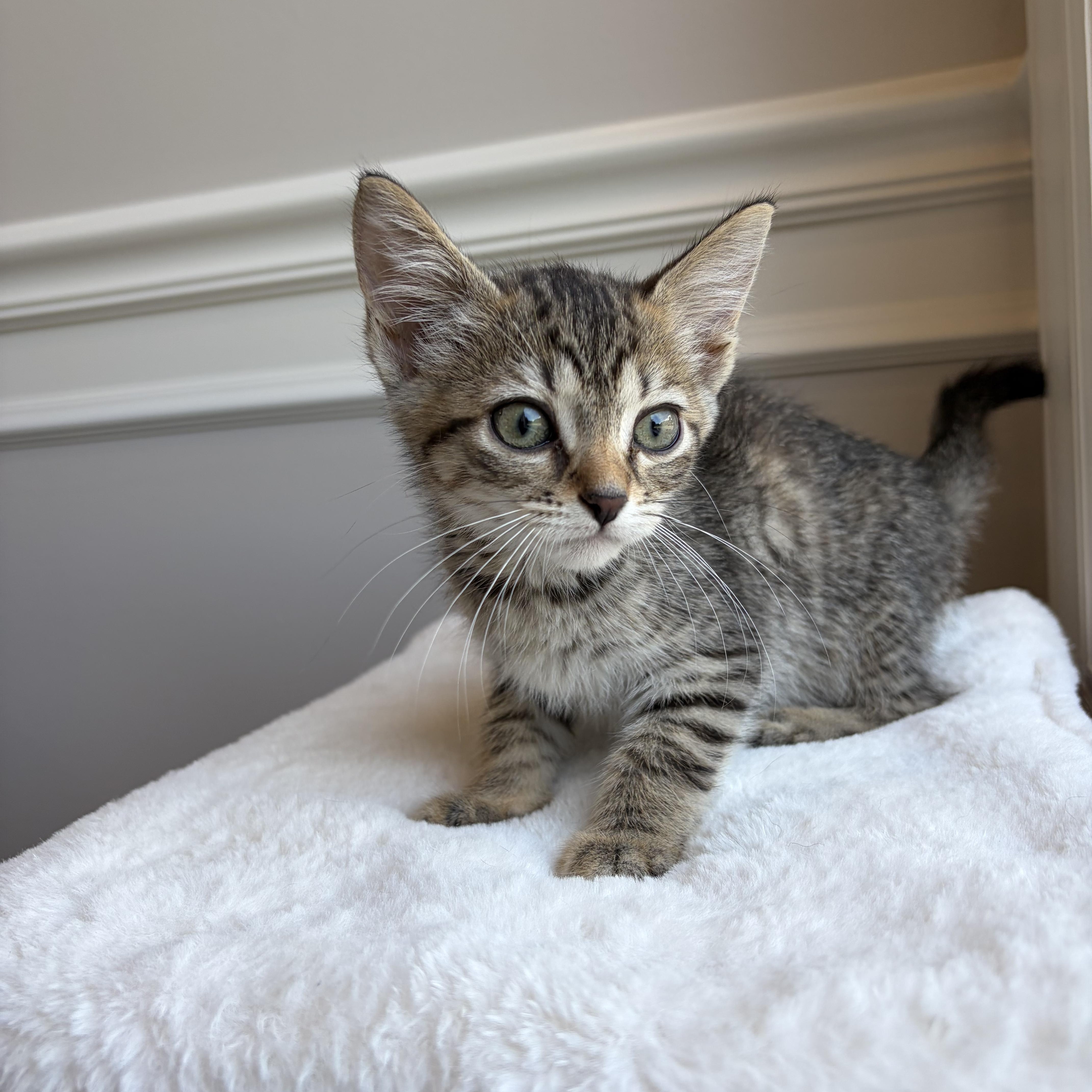 Grace, Adoptable, Kitten Female Domestic Short Hair.