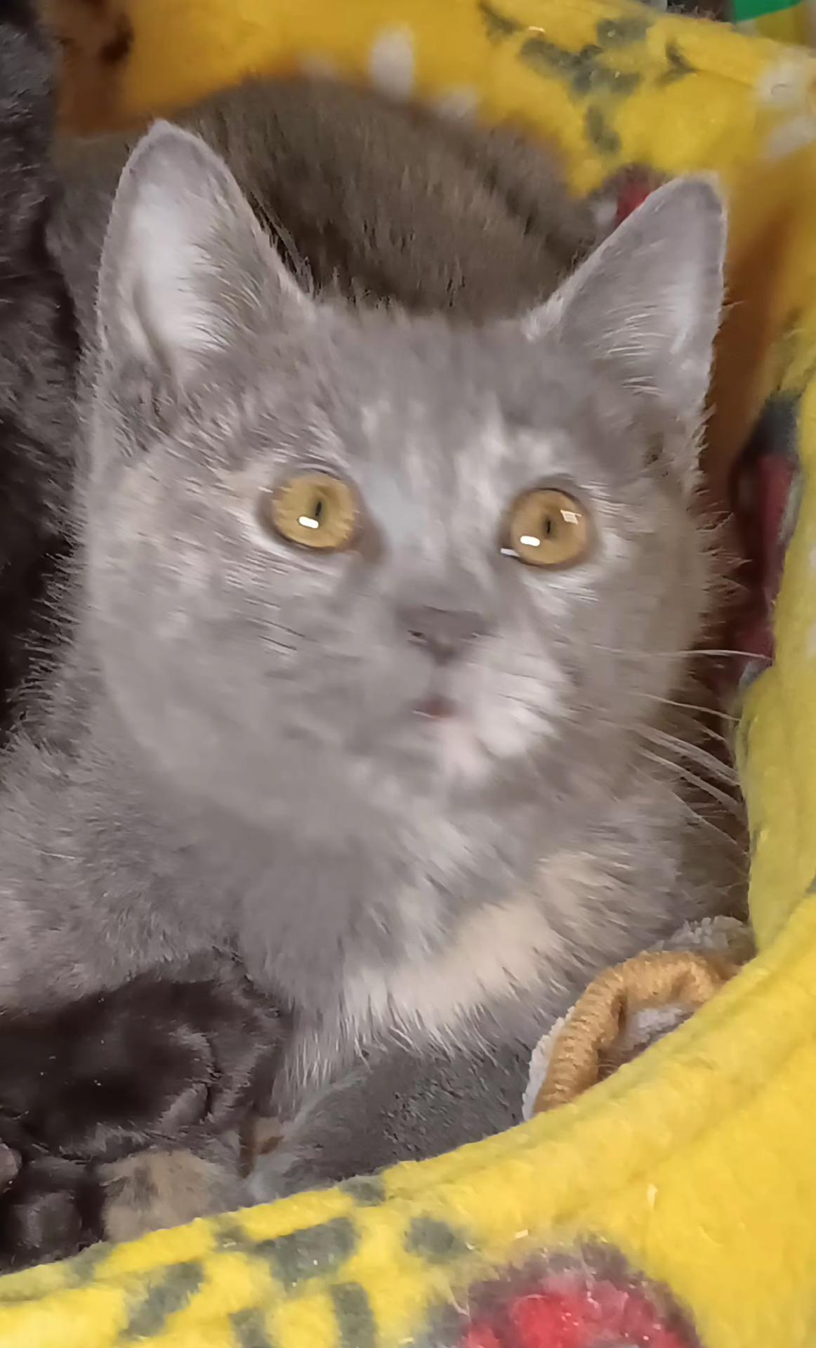 Cinnabun, ADOPTABLE, Kitten Male Domestic Short Hair.