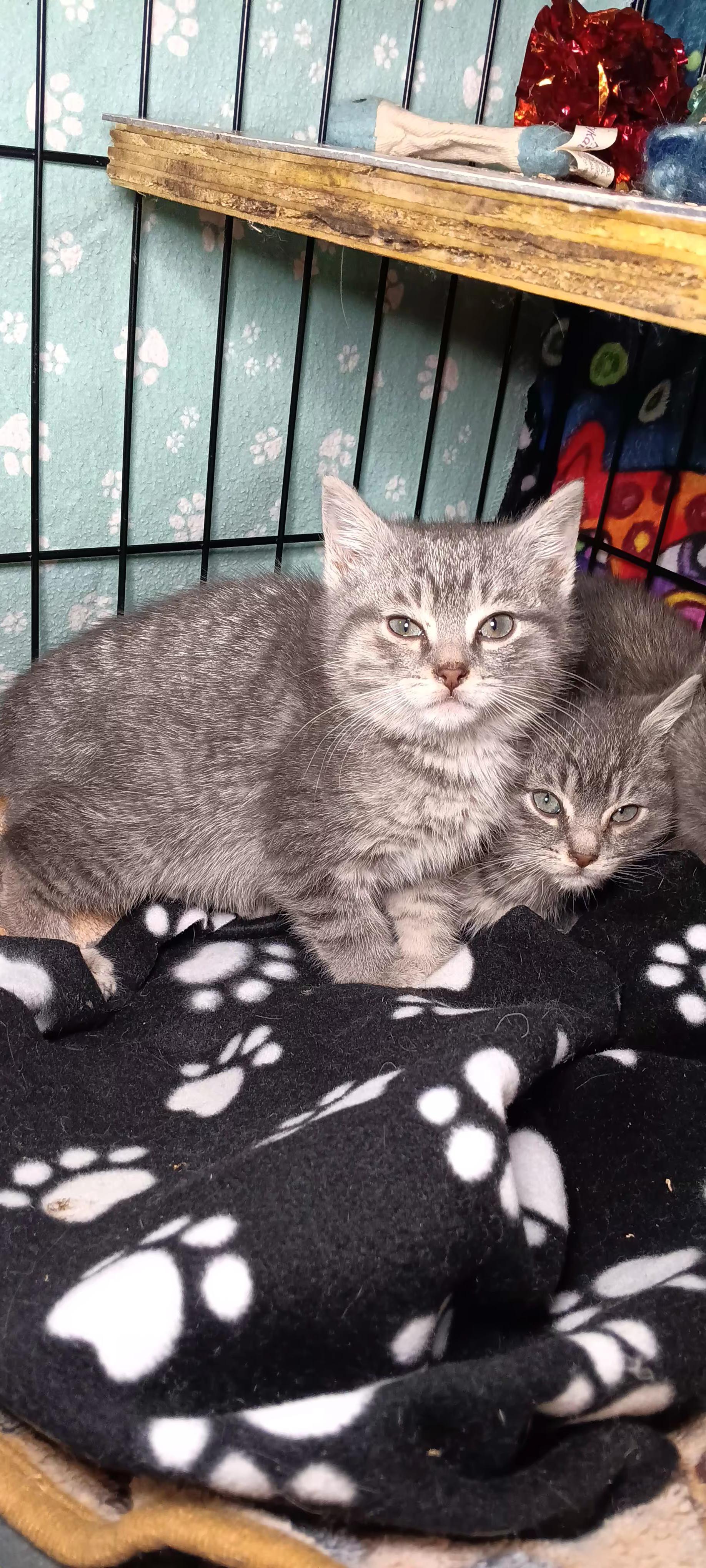 Enlarge Churro, a ADOPTABLE Domestic Short Hair in Bethpage, NY image 2/2