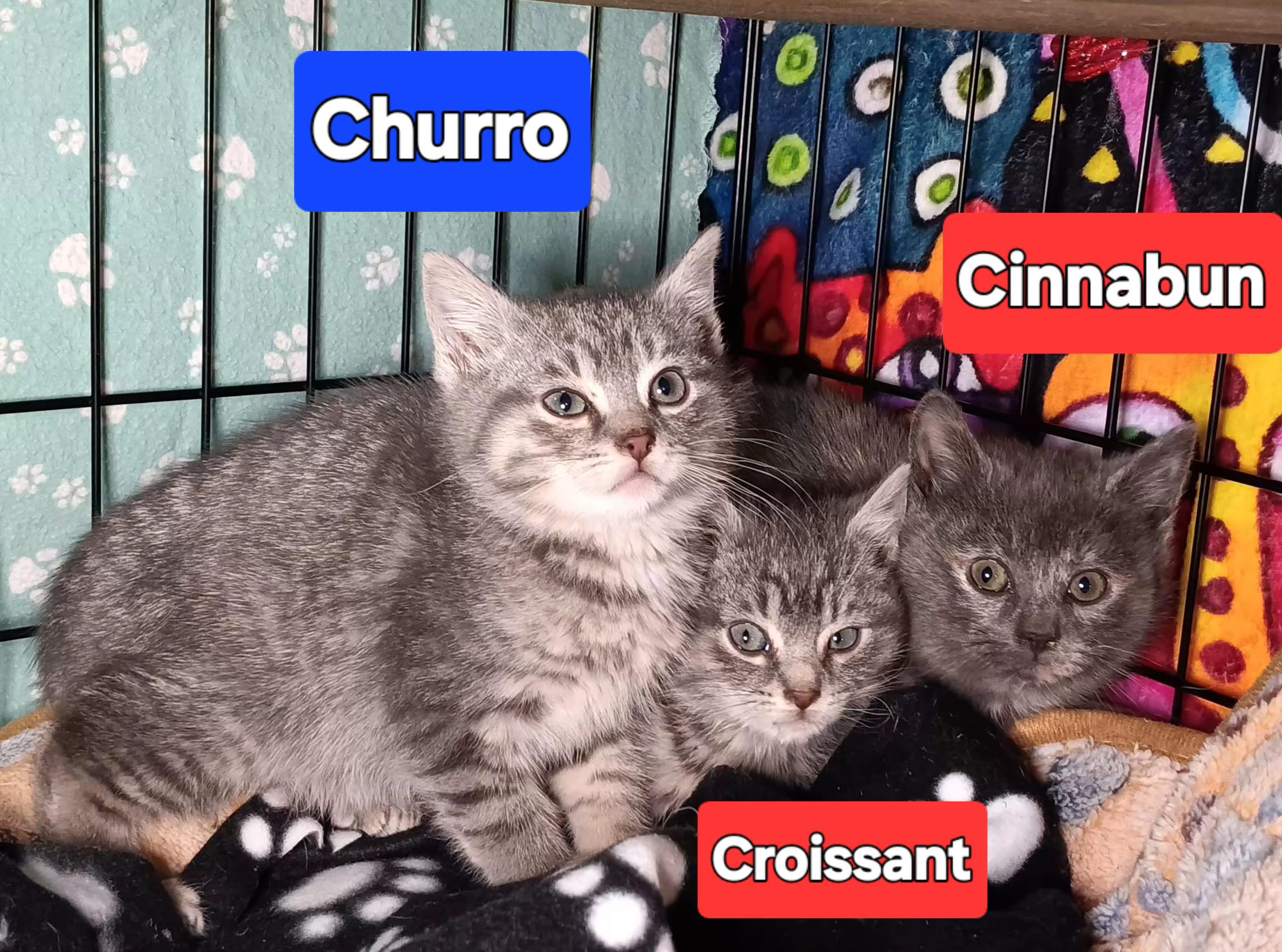Churro, ADOPTABLE, Kitten Male Domestic Short Hair.
