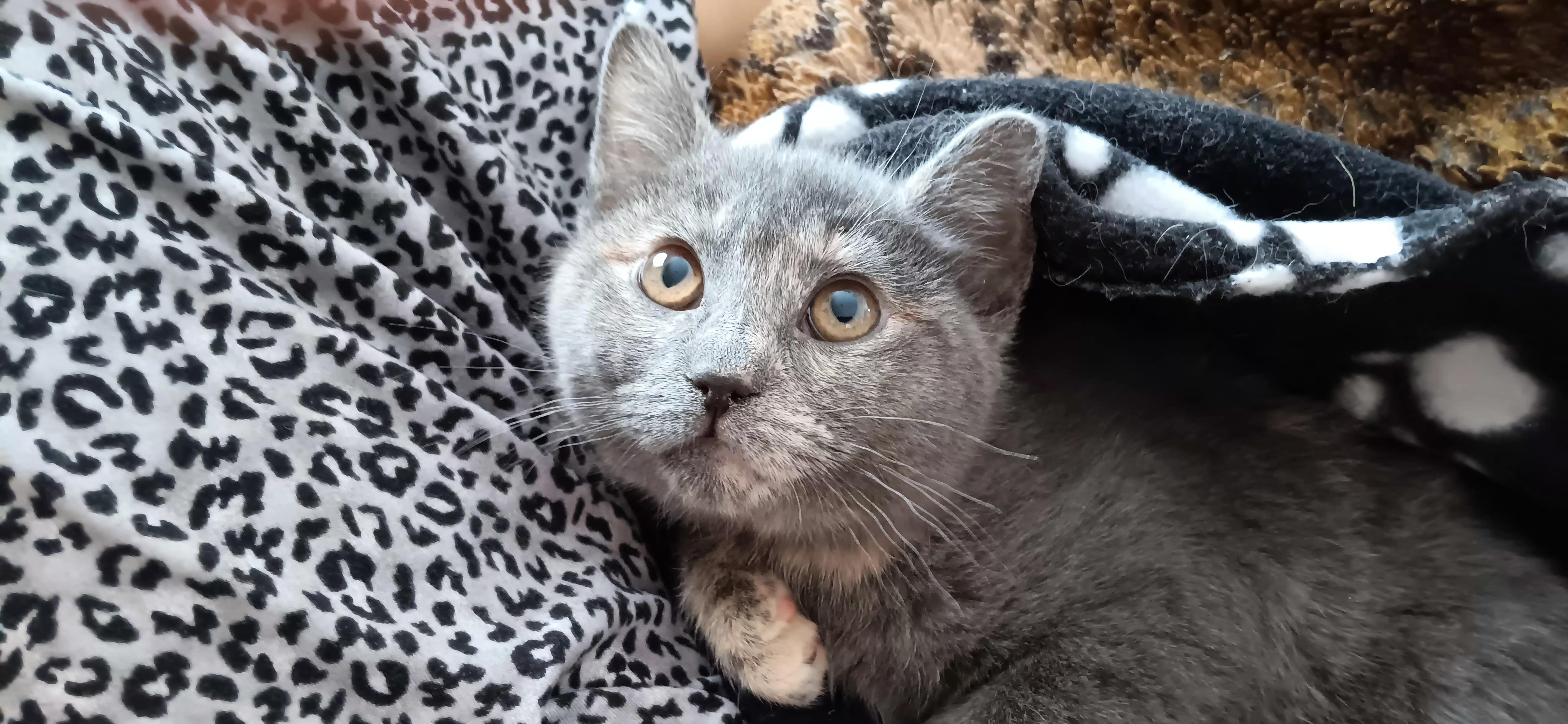 Enlarge Cinnabun, a ADOPTABLE Domestic Short Hair in Bethpage, NY image 2/3