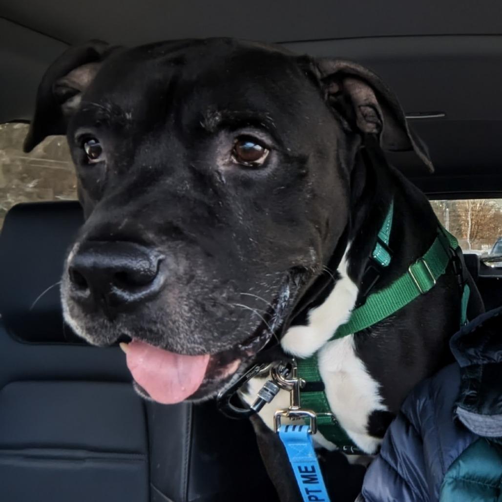 Enlarge Cornelius, a Adoptable Mixed Breed in Fairport, NY image 1/6