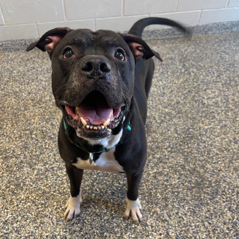 Enlarge Cornelius, a Adoptable Mixed Breed in Fairport, NY image 2/6