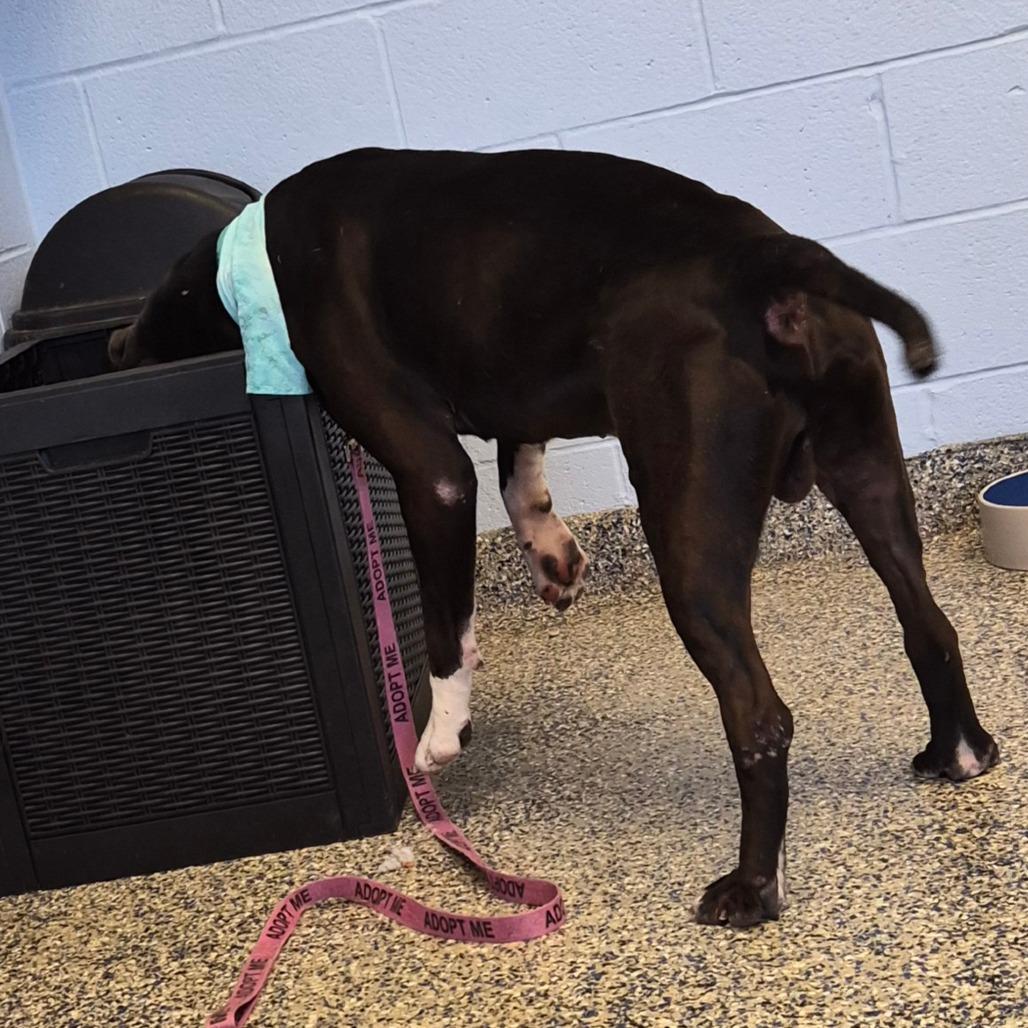 Enlarge Cornelius, a Adoptable Mixed Breed in Fairport, NY image 3/6