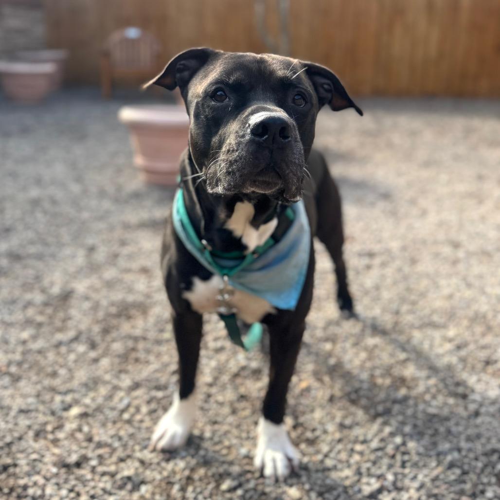 Enlarge Cornelius, a Adoptable Mixed Breed in Fairport, NY image 4/6