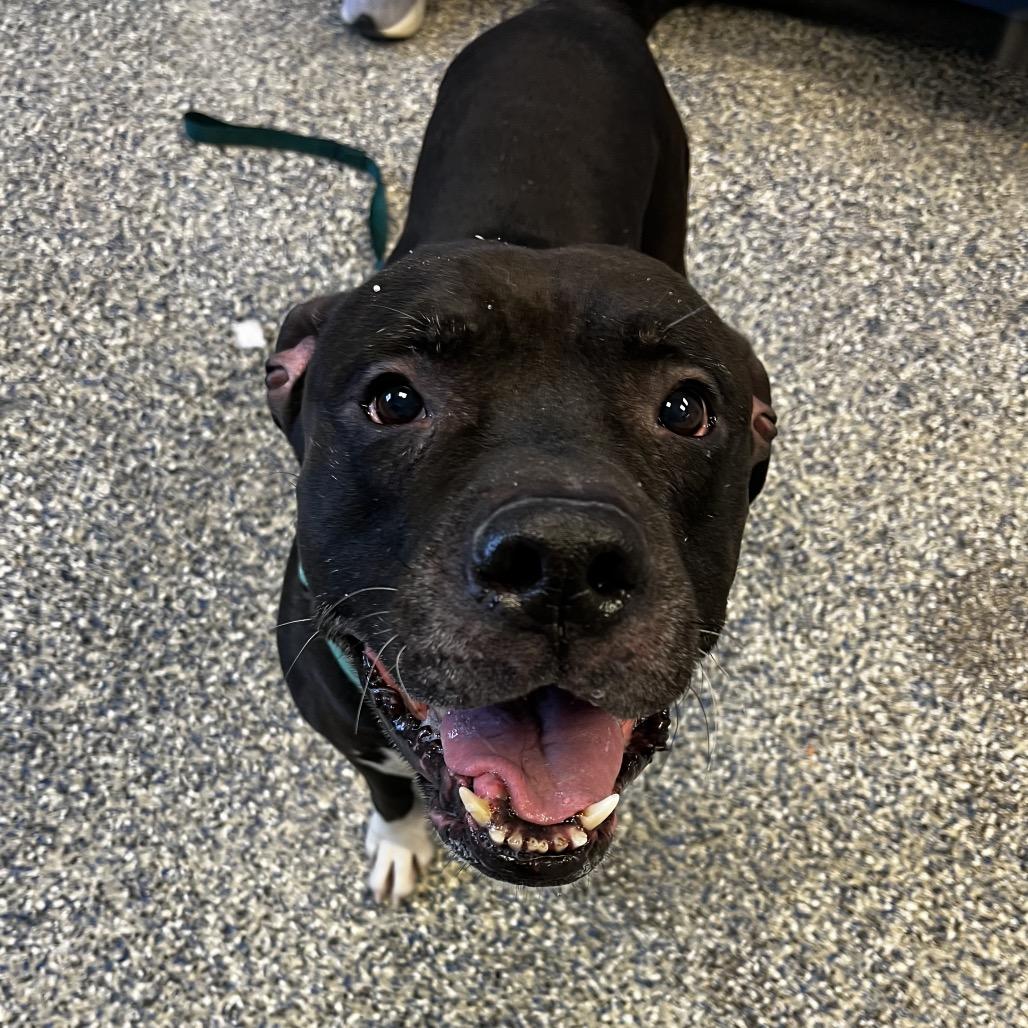 Cornelius — thumbnail 3