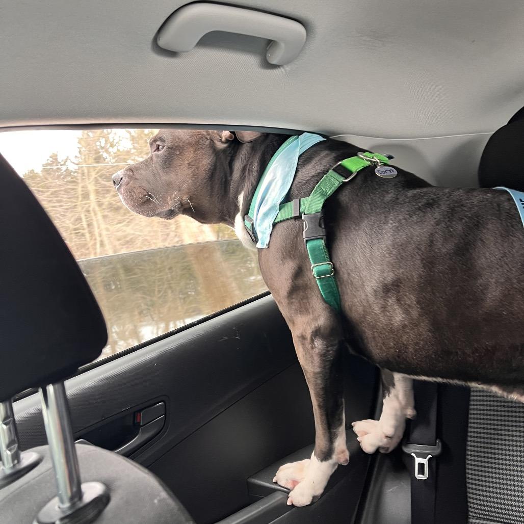 Enlarge Cornelius, a Adoptable Mixed Breed in Fairport, NY image 5/6