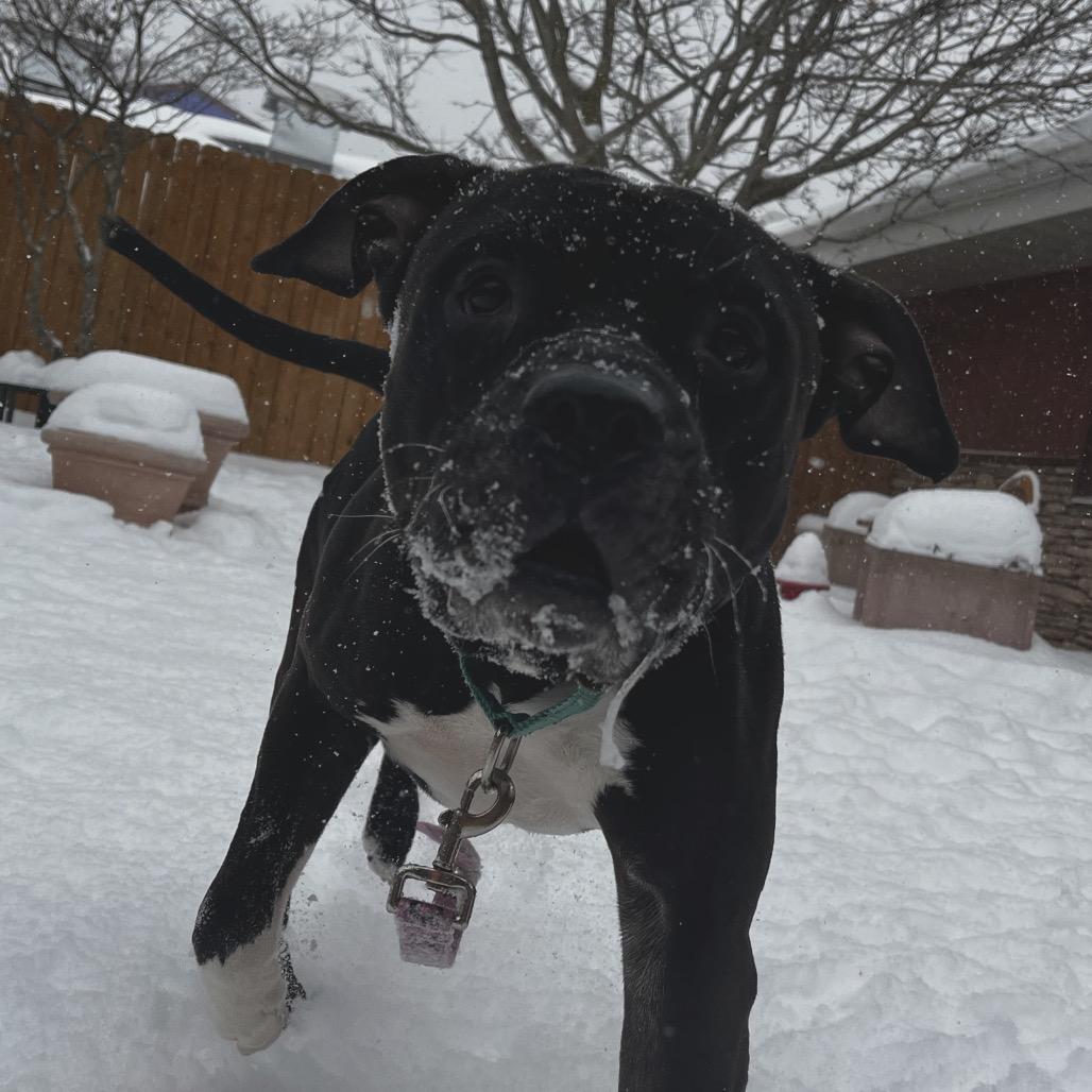 Cornelius — thumbnail 5