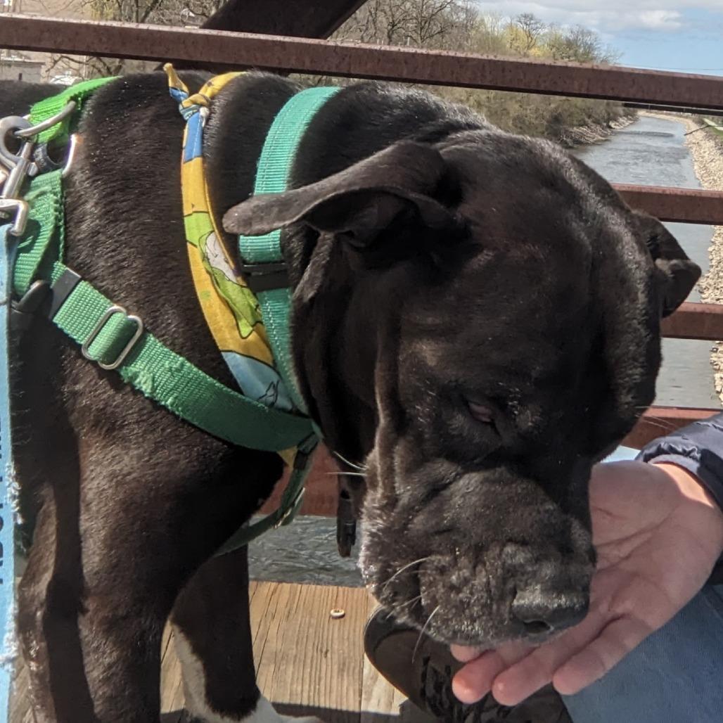 Enlarge Cornelius, a Adoptable Mixed Breed in Fairport, NY image 6/6