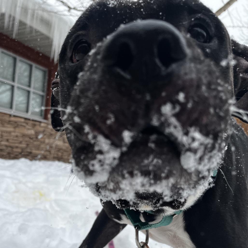 Cornelius — thumbnail 6