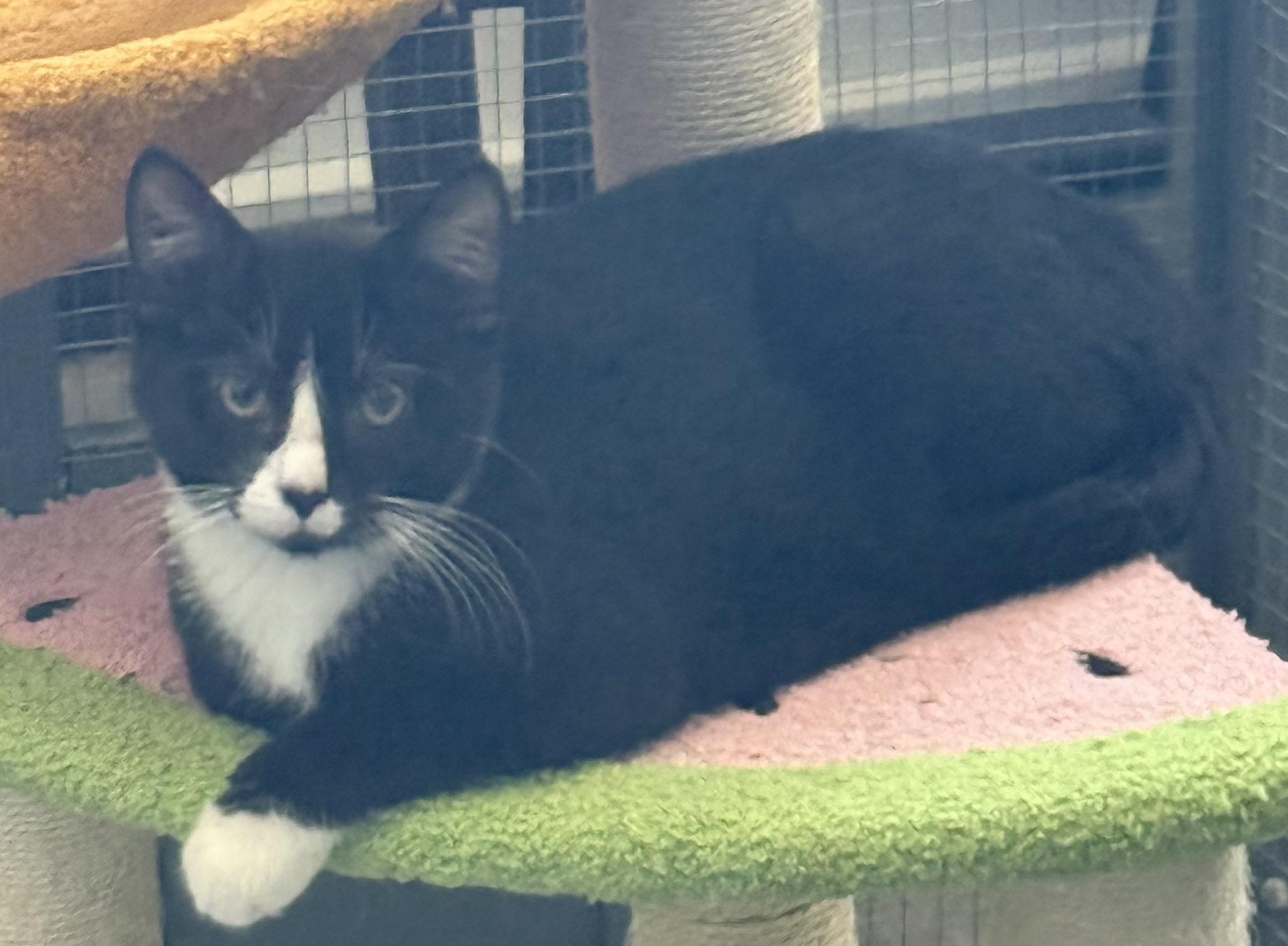 Tallulah, a ADOPTABLE Tuxedo in CANONSBURG, PA image 3/5