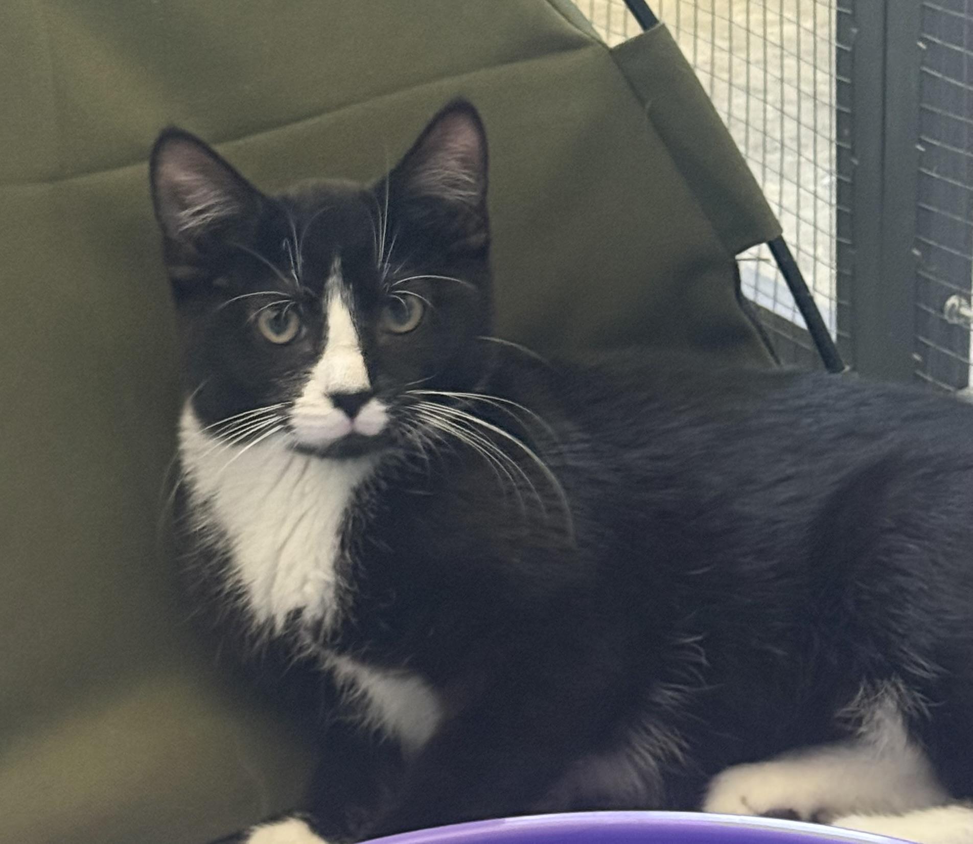 Tallulah, a ADOPTABLE Tuxedo in CANONSBURG, PA image 1/5