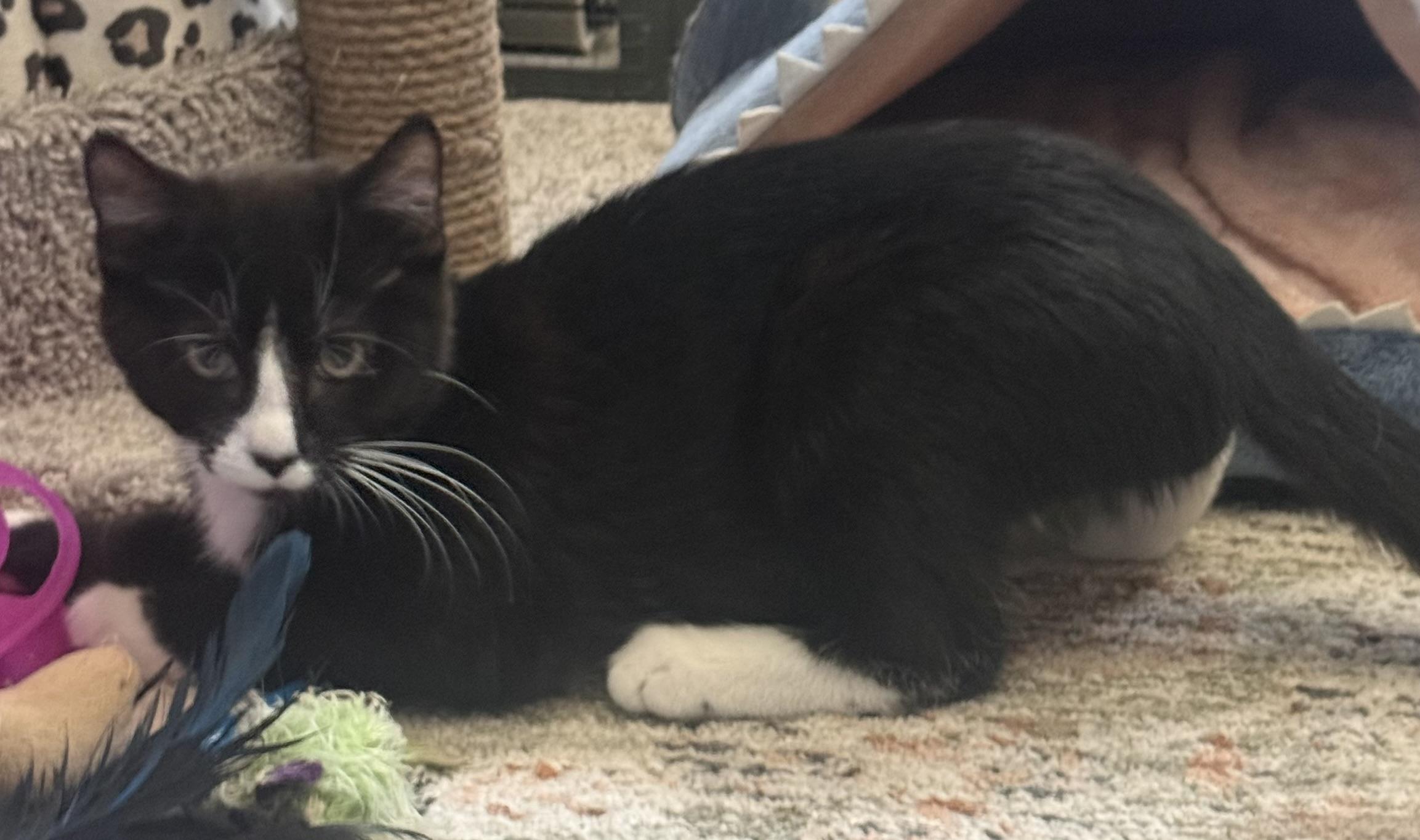 Tallulah, a ADOPTABLE Tuxedo in CANONSBURG, PA image 2/5