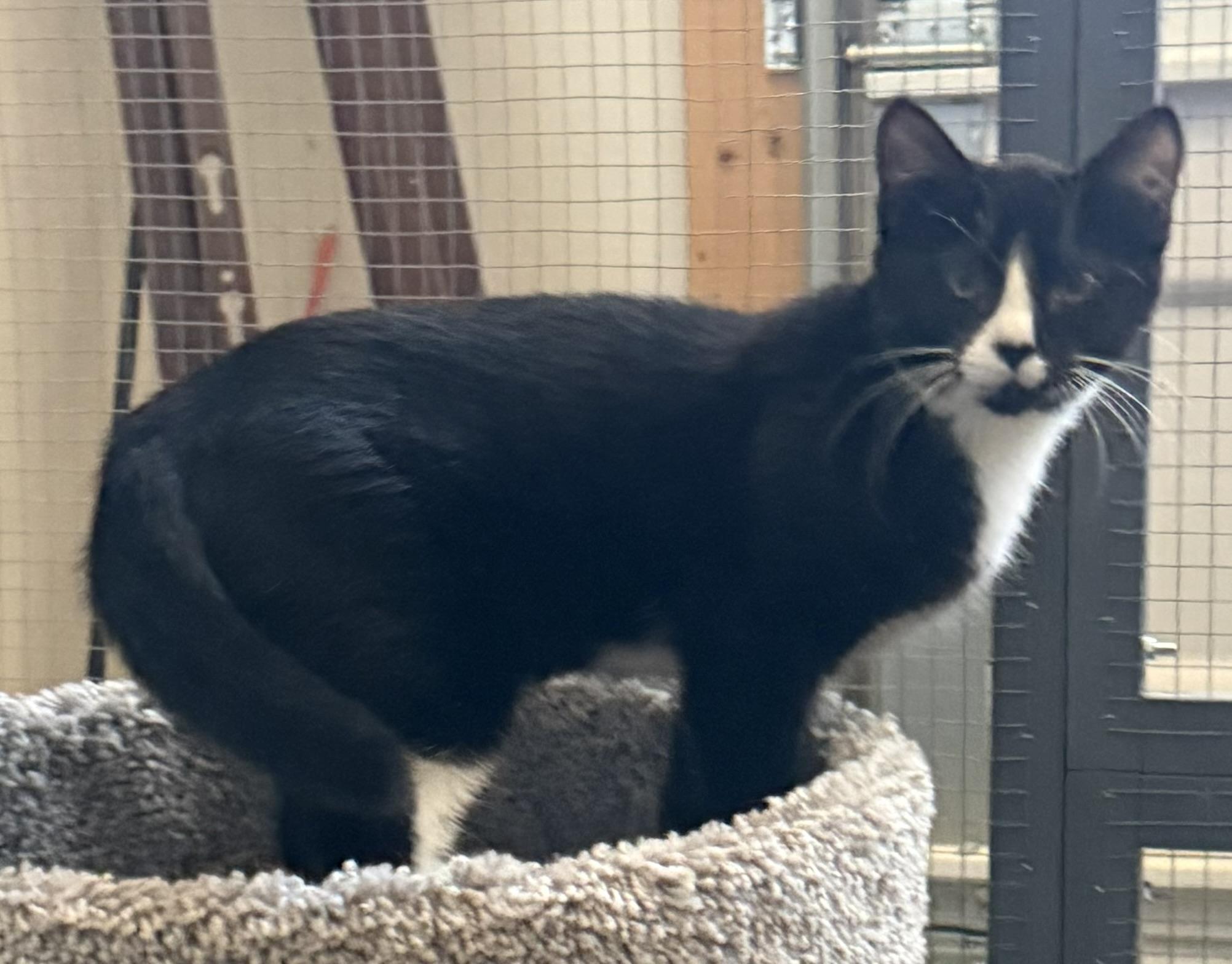 Tallulah, a ADOPTABLE Tuxedo in CANONSBURG, PA image 4/5
