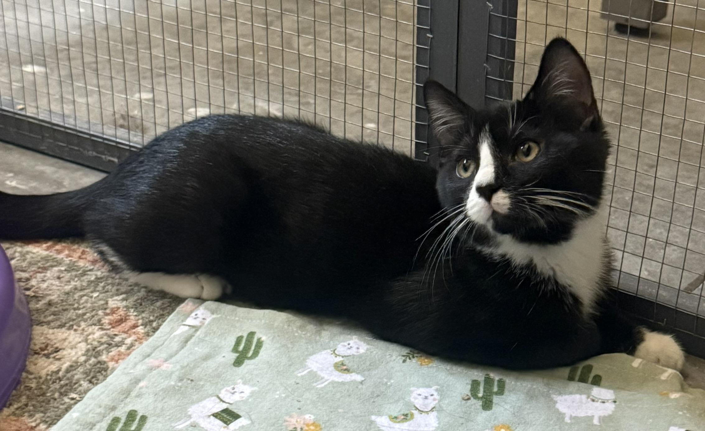 Tallulah, a ADOPTABLE Tuxedo in CANONSBURG, PA image 5/5