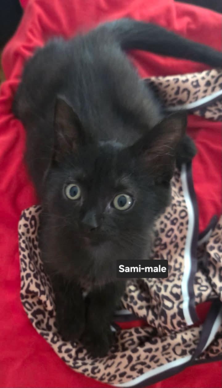 Enlarge Sami, a Adoptable mixed breed in Livonia, MI image 1/3